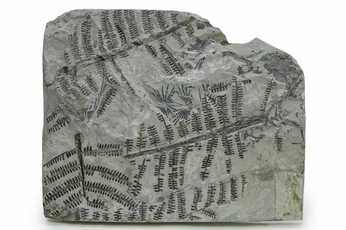 Carboniferous Fossil Fern and Horsetail Plate - Two Species #338608